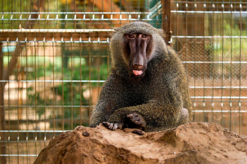 A baboon sits in a cage at a wildlife park in the Khartoum Bahri (North) twin city of the Sudanese capital. The park, which has been closed due to the coronavirus pandemic, has experienced the birth of several young animals during the closure. AFP