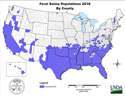 Feral swine have been reported in at least 35 states. Their population is estimated at over 6 million and is rapidly expanding. Range expansion over the last few decades is due to a variety of factors including their adaptability to a variety of climates and conditions, translocation by humans, and a lack of natural predators. US Department of Agriculture 