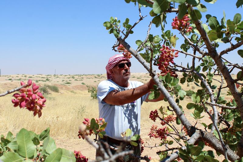Returning to their orchards after years of war, Syrian pistachio farmers hoping to revive their valuable crop have had their hopes dashed by the ravages of climate change. All photos: Reuters