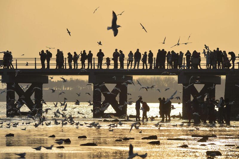 Seagulls flying over the beach at Zhanqiao bridge in Qinghai in China's eastern Shandong province. AFP Photo.