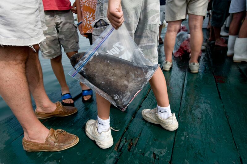 Montauk, NY - 6/28/08 - A young man holds a shark fin in a plastic bag at the Montauk Marine Basin Annual Shark Tag Tournament in Montauk, NY June 28, 2008.   Gordon M. Grant for The National