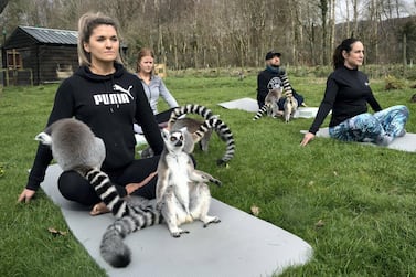 Armathwaite Hall hotel in Keswick, Cumbria holds Lemoga classes with the lemurs from Lake District Wild Life Park mingling with the class to create a personal yoga experience which aims to heighten the sense of wellbeing for both lemur and human.