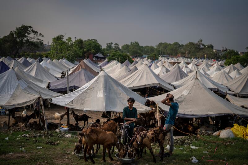 Goats being fed at a livestock market before Eid Al Adha in New Delhi, India. AP