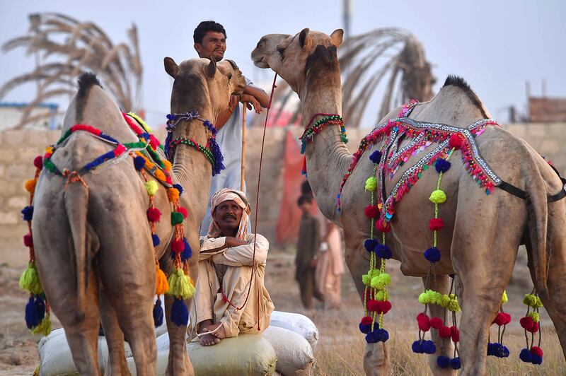 At most Eid markets, camels cost more than cows and sheep. EPA