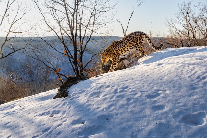 Amur Leopard in Russia
