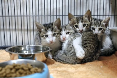 Kittens ready for adoption at Abu Dhabi Falcon Hospital. Victor Besa / The National