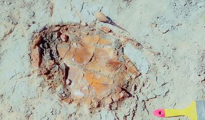 A turtle fossil dating back to the Upper Cretaceous period. Photo: New Valley Vertebrate Palaeontology Centre