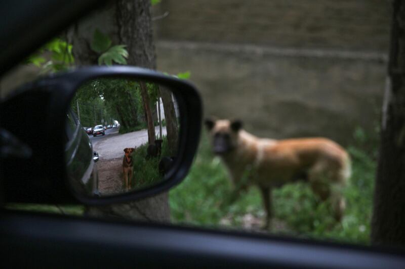 Stray dogs wait for food in Karaj, Iran. AFP