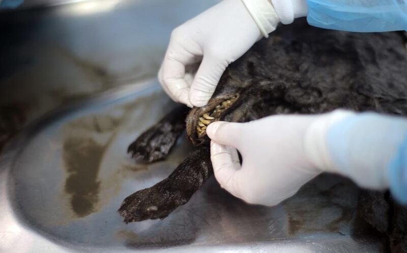 A scientist at North-Eastern Federal University in Yakutsk, Russia, performs a post-mortem operation on a puppy that died 12,460 years ago. The dog’s preserved body dates to the last Ice Age. AFP