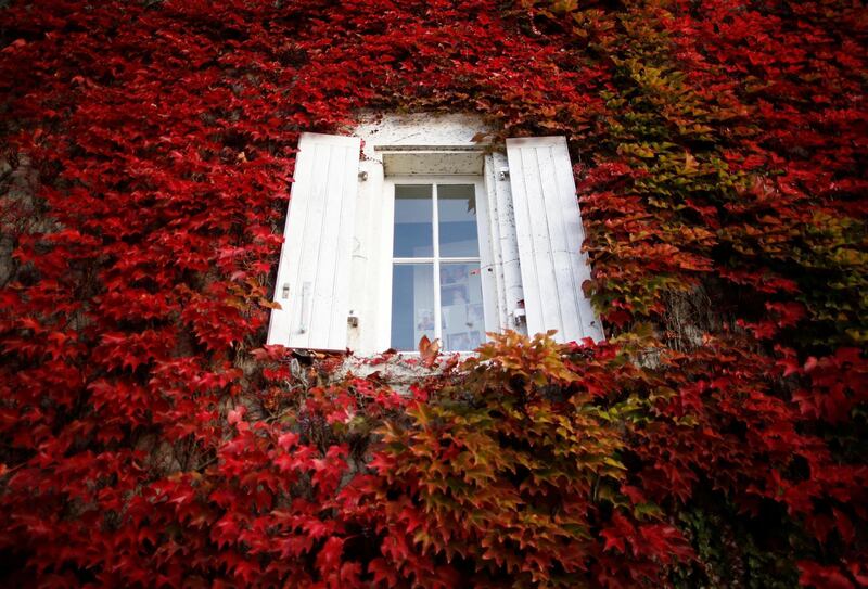 A house covered with Virginia creeper is pictured on an autumn day in Chateau-Thebaud, near Nantes, France. Reuters