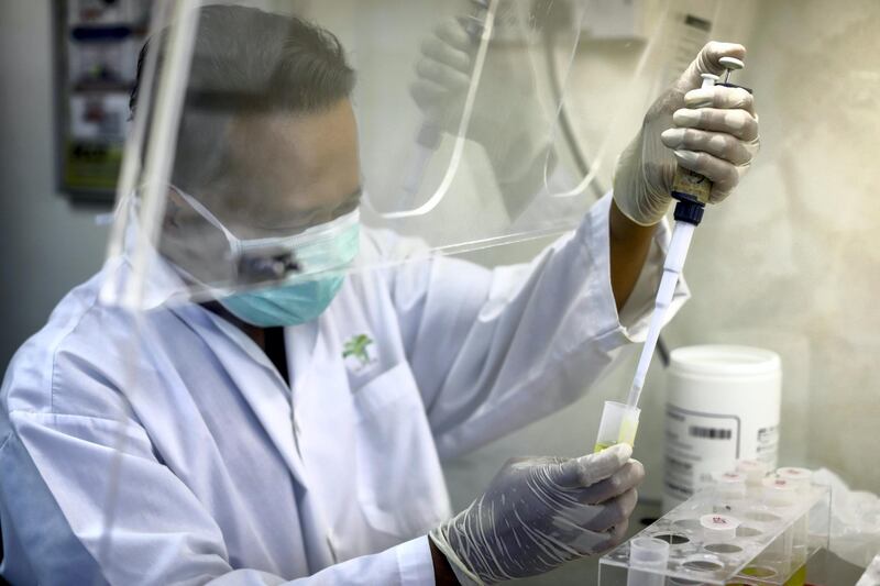 A researcher works on a DNA extraction of a palm oil plant inside a laboratory at the Malaysian Palm Oil Board research plantation in Kluang, Johor, Malaysia, on Tuesday, Sept. 18, 2018. The government research center is cloning a new variety of palms bred to be 30 percent smaller than regular oil palms when they mature. That���s a significant advantage for farmers harvesting the red and orange fruit that can grow up to five stories high and may help revolutionize a $19 billion Malaysian export crop. Photographer: Joshua Paul/Bloomberg