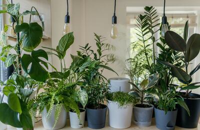 Take into account the effects of air conditioning and humidity when choosing indoor plants. Photo: Vadim Kaipov / Unsplash