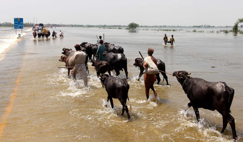 Cattle are led across a flooded road in Sindh province, Pakistan, on August 30. EPA