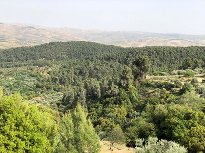 Olive groves and the forest in the village of Dibbeen, around 50 kilometres northwest of Amman. Khaled Yacoub Oweis / The National