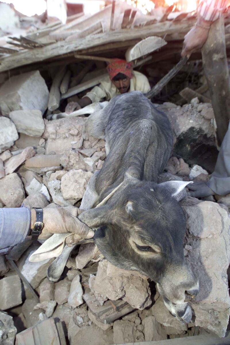 Villagers rescue a calf from a damaged house in the western Indian village of Kabrao, near Bhuj, on January 27, 2001, after a massive earthquake wreaked havoc in the region. India's Star Television news said on Saturday the death toll from the powerful quake which devastated western India on Friday has risen to 8,000.

PK/JD