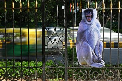Life-size cut-outs of a grey langurs have been placed across New Delhi to scare away monkeys during the G20 Summit. AFP