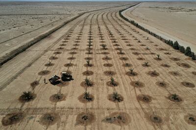 Trees are planted to form a "green belt" around the Iraqi city of Karbala as part of an initiative to tackle desertification and sand storms. Reuters
