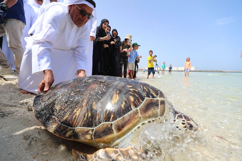 One of eight turtles released after rehabilitation by Sharjah Aquarium at Al Hamriyah beach. Chris Whiteoak / The National