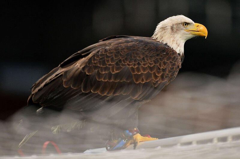 There are now more bald eagles in America than goldens.  AFP