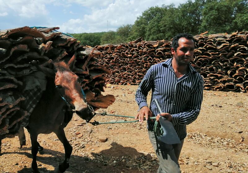 Cork collector Khaled Warhani carries harvested pieces while his animal does the donkey work. "When the forest burns, we have nowhere else to work and will have nothing to eat," said Mr Warhani.