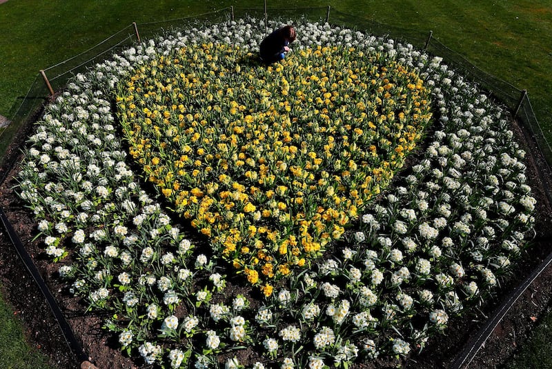 Kew Garden horticulturist Joanna Bates works in a heart shaped flower bed at Kew Royal Botanic Gardens in London. The 'Yellow Hearts to Remember' is a planting tribute to remember those lost to Covid-19. AP Photo
