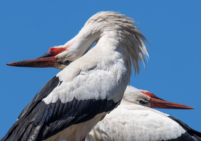 Two storks sit on their nest in Biebesheim, Germany. AP