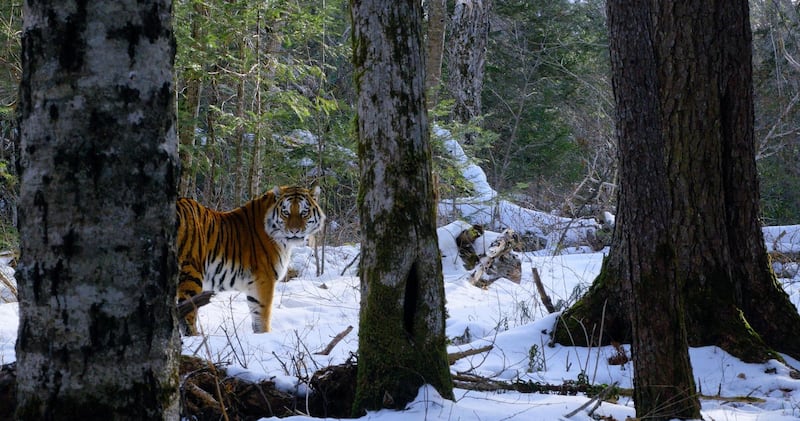 Siberian Tiger caught on camera trap in the Boreal Forests of Russia's Pacific Coast SCREEN GRAB