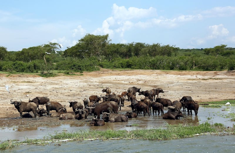 epa03569352 Cape Buffalos gather at the banks of the Kazinga Channel in the Queen Elizabeth National Park in western Uganda, 03 October 2012. The Kazinga Channel is a 32 kilometres long natural channel that links Lake Edward and Lake George. The Queen Elizabeth National Park was formed in 1952 and covers an area of 1978 square kilometres. The park gives home to more than 500 different bird species and around 100 mammal species.  EPA/GERNOT HENSEL *** Local Caption *** 50696172