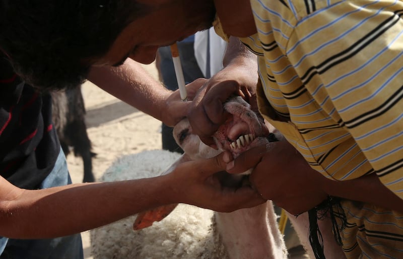 Customers inspect the teeth of a sheep in the central Gaza Strip. AP Photo