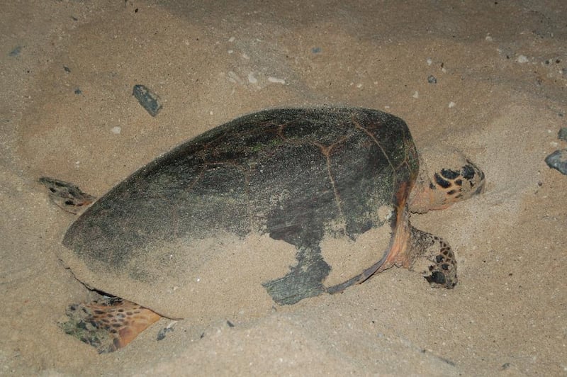 A turtle nests at the Marawah Marine Biosphere Reserve, which includes Bu Tinah.  Courtesy Environment Agency – Abu Dhabi