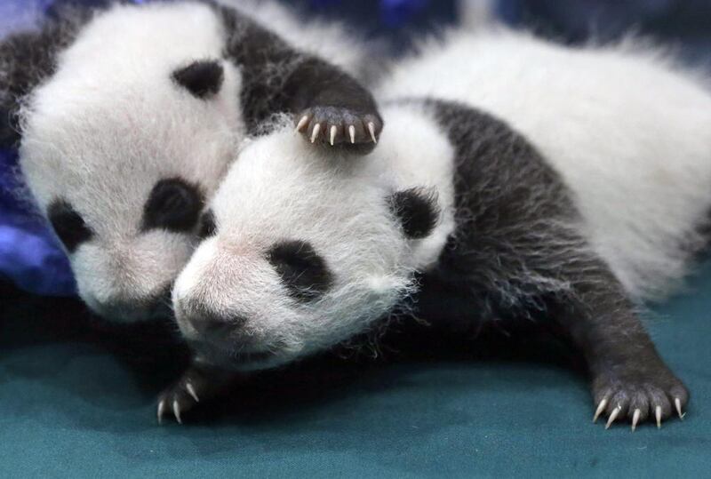 File photo from August 28, 2014 showing two of the one-month-old Panda triplets at the Chimelong Safari Park in Guangzhou in south China's Guangdong province. The giant panda is off the endangered list thanks to aggressive conservation efforts.  Kin Cheung/AP Photo