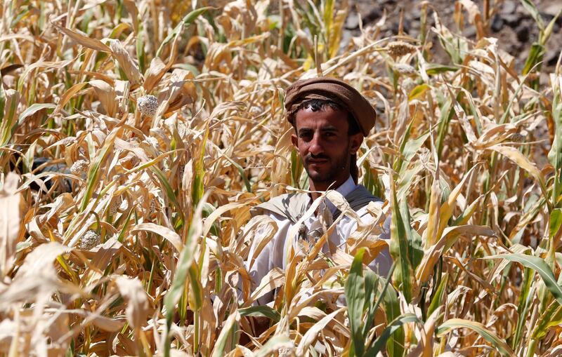 A Yemeni collects a crop of white sorghum to earn money during a harvest season at a field in Sana'a, Yemen.  EPA