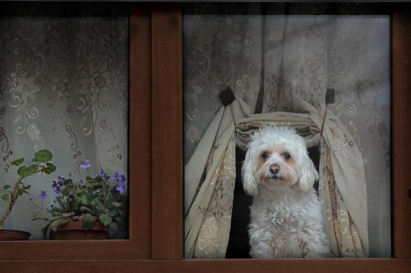 A dog presses its nose against a window while watching passers by in Bucharest, Romania. AP Photo