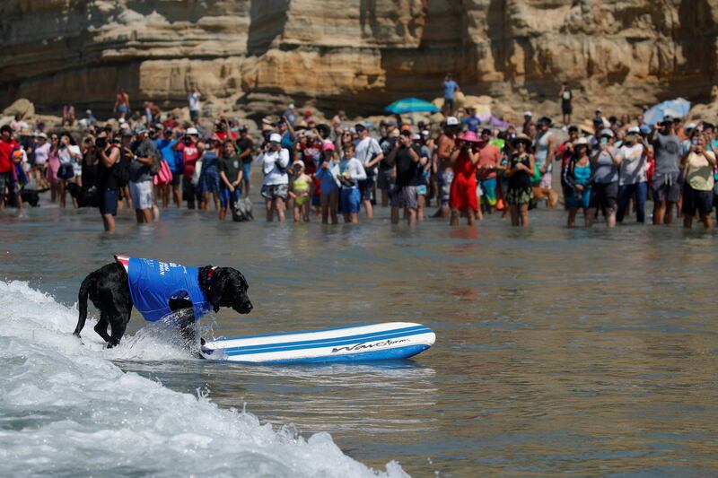 A dog rides his board all the way to the beach as he competes in the 14th annual Helen Woodward Animal Center "Surf-A-Thon" where more than 70 dogs competed in five different weight classes for "Top Surf Dog 2019". Reuters