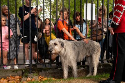 Irish Guards' mascot, Irish wolfhound Turlough Mor with his handler Drummer Adam Walsh. PA.