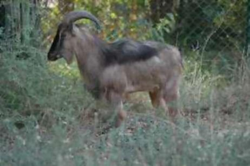 provided photo of  Male Arabian Tahr
Photo by Jackie Strick, from the Breeding Centre for Endangered Arabian Wildlife. 