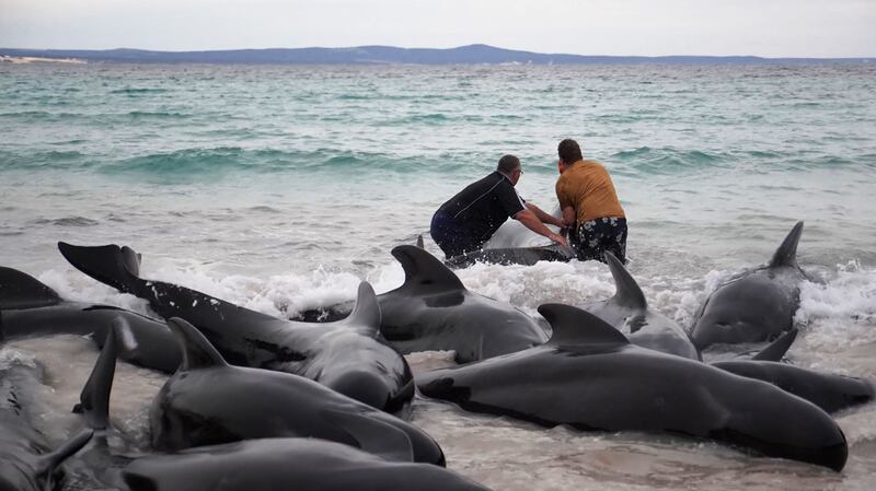 Locals attempting to rescue pilot whales stranded at Cheynes Beach near Albany, in Western Australia. More than 50 pilot whales have died with authorities saying they are trying to save dozens more. AFP