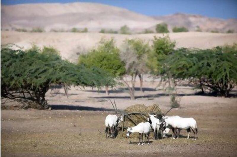 Perhaps no more than eight Arabian oryx were rescued and brought to Sir Bani Yas in 1971. The following year the oryx was declared extinct in the wild. Today the herd on the island numbers nearly 500. Photographs by Silvia Razgova / The National