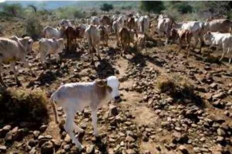 MAYA, Kenya 
July 11th, 2008

A heard of Pokot cattle. The drought has forced Pokot hearders to travel further and further in search of green pastures, venturing into Samburu territory causing  conflict between the two tribes. *** Local Caption ***  SarahElliott_Conflict.jpg