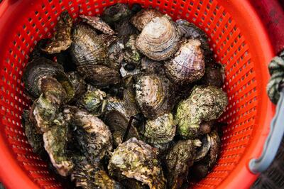 Wild oysters are seen in a bucket after Lotta Klemming, a professional oyster diver, collected them in the waters near her family’s company in Grebbestad in Vastra Gotaland county on Sweden’s west coast on January 31, 2021. Klemming left a career in the fashion industry in Sweden to return to her family’s home, taking up diving for wild oysters as a business, selling the distinctive-flavored seafood to restaurants  around Sweden and enjoying the feeling of being close to nature in the area where she grew up. - TO GO WITH AFP STORY BY TOM LITTLE
 / AFP / Jonathan NACKSTRAND / TO GO WITH AFP STORY BY TOM LITTLE
