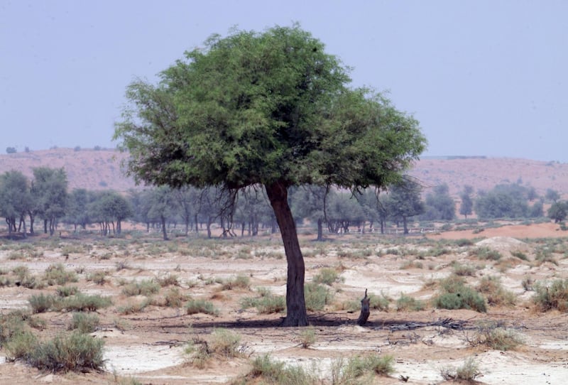 RAS AL KHAIMAH, UNITED ARAB EMIRATES - September 24:  The ghaf tree forest near the Digdagga area of Ras Al Khaimah on September 24, 2008. The ghaf tree is an indigenous tree which grows in the flat sandy plains of the UAE deserts. Its very long roots ensure it can reach water from deep within the ground allowing it to survive in the hot desert conditions.  (Randi Sokoloff / The National) Prosopis africana. Prosopis cineraria is a species of flowering tree in the pea family, Fabaceae, that is native to arid portions of Western and South Asia,[1] such as the Arabian[2] and Thar Deserts.[3] Common names include Ghaf (Arabic),[1] Khejri, Jant/Janti, Sangri (Rajasthan), Jand (Punjabi), Kandi (Sindh), Banni (Kannada), Vanni (Tamil), Sami, Sumri (Gujarat). It is the provincial tree of the Sindh province of Pakistan. Prosopis cineraria is a small to medium-sized thorny tree, with slender branches armed with conical thorns and with light bluish-green foliage. The leaflets are dark green with thin casting of light shade. It coppices profusely.

The tree is evergreen or nearly so. It produces new flush leaves before summer. The flowers are small in size and yellow or creamy white in colour, appear from March to May after the new flush of leaves. The seedpods are formed soon thereafter and grow rapidly in size, attaining full size after about two months.

It is well adapted to browsing by animals, such as camels and goats. Young plants assume a cauliflower-like, bushy appearance in areas open to goat browsing.

Prosopis cineraria requires strong light, and dense shade will kill seedlings. The crown (aboveground portion) grows slowly.

The root system of Prosopis cineraria is long and well developed, securing a firm footing for the plant and allowing it to obtain moisture from groundwater. Taproot penetration up to 35 m (115 ft) in soil depth has been reported. Like other members of the family Fabaceae, symbiotic bacteria found in its root nodules allow it to fix nitrogen in th *** Local Caption ***  RS031-GHAF.jpgRS031-GHAF.jpg