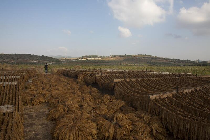 Tobacco leaves drying in the fields at the entrance to the Palestinian village of Zbouba.