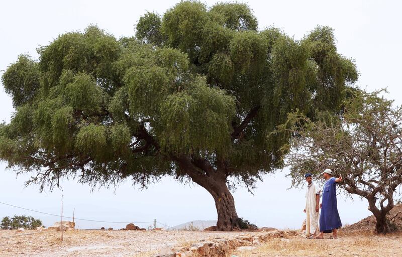 Men walk near an argan tree in Tiout, near Taroudant, Morocco June 9, 2021. Picture taken June 9, 2021. REUTERS/Abdelhak Balhaki
