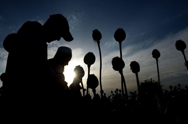 (FILES) This file photo taken on April 21, 2017 shows Afghan farmers harvesting opium sap from their poppy fields in the Surkh Rod district of Nangarhar province.
Afghan opium producers had a bumper year with output soaring 87 percent as the area under poppy cultivation hit a record high, a report said November 15, 2017. 
 / AFP PHOTO / NOORULLAH SHIRZADA