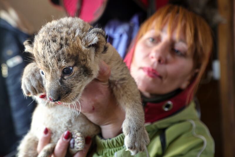Two newborn lion cubs were abandoned there by the previous owners. AP