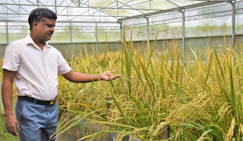 A Golden Rice breeder at a transgenic screenhouse in Los Banos, Laguna province, south of Manila. AFP