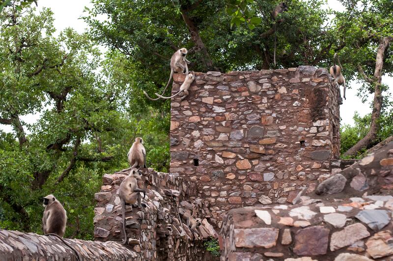 Monkeys are now the village's permanent residents