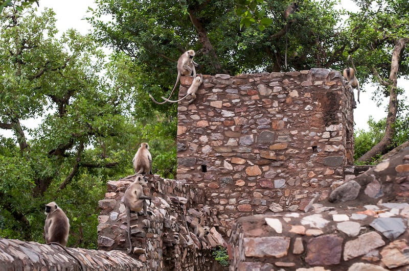 Monkeys are now the village's permanent residents