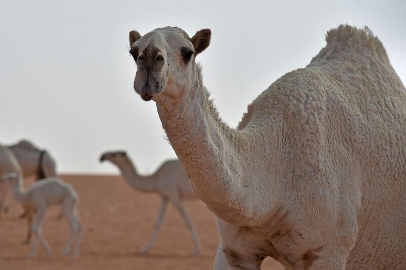 Camels compete in the beauty pageant of the annual King Abdulaziz Camel Festival in Rumah. AFP