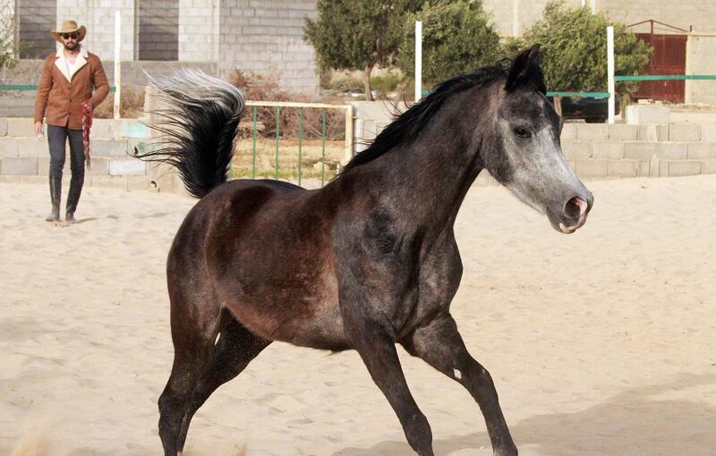 One of the horses at Abdul Salam Al Worfali's stable in Benghazi. AFP